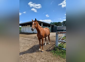 Hanovrien, Jument, 7 Ans, 165 cm, Alezan