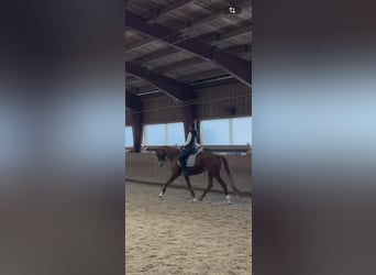 Hanovrien, Jument, 7 Ans, 165 cm, Alezan