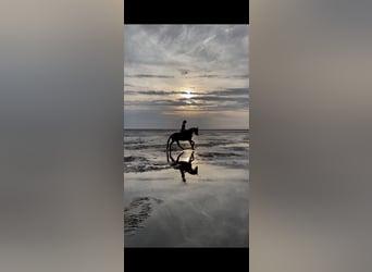 Hanovrien, Jument, 7 Ans, 165 cm, Alezan