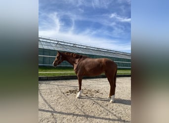 Hanovrien, Jument, 7 Ans, 165 cm, Alezan