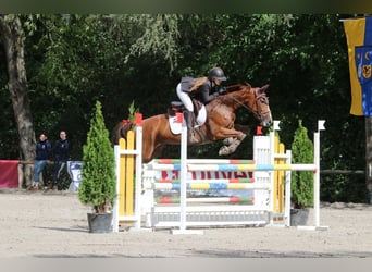 Hanovrien, Jument, 7 Ans, 165 cm, Alezan