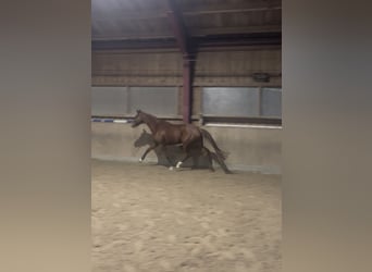 Hanovrien, Jument, 7 Ans, 165 cm, Alezan