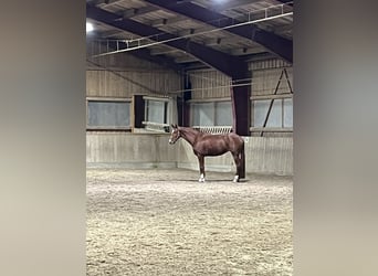 Hanovrien, Jument, 7 Ans, 165 cm, Alezan