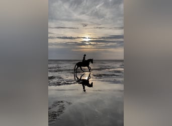 Hanovrien, Jument, 7 Ans, 165 cm, Alezan