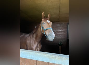 Hanovrien, Jument, 7 Ans, 165 cm, Alezan