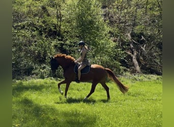 Hanovrien, Jument, 7 Ans, 165 cm, Alezan