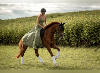 Hanovrien, Jument, 7 Ans, 165 cm, Alezan