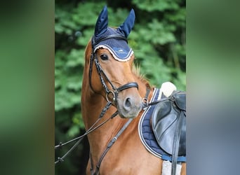 Hanovrien, Jument, 7 Ans, 165 cm, Alezan