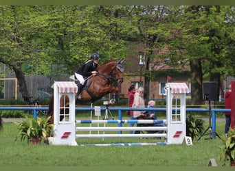 Hanovrien, Jument, 7 Ans, 165 cm, Alezan