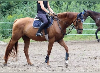 Hanovrien, Jument, 7 Ans, 165 cm, Alezan