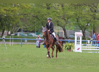 Hanovrien, Jument, 7 Ans, 165 cm, Alezan