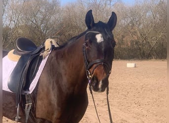 Hanovrien, Jument, 7 Ans, 165 cm, Bai brun