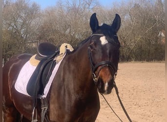 Hanovrien, Jument, 7 Ans, 165 cm, Bai brun