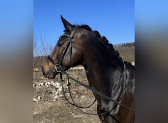 Hanovrien, Jument, 7 Ans, 166 cm, Bai brun