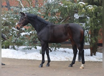 Hanovrien, Jument, 7 Ans, 166 cm, Bai brun