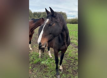 Hanovrien, Jument, 7 Ans, 166 cm, Bai brun