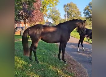 Hanovrien, Jument, 7 Ans, 166 cm, Bai brun foncé