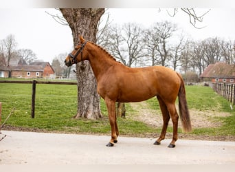 Hanovrien, Jument, 7 Ans, 167 cm, Alezan