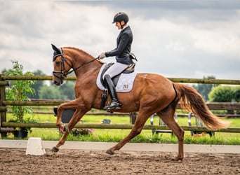 Hanovrien, Jument, 7 Ans, 167 cm, Alezan