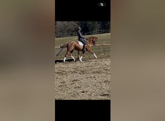 Hanovrien, Jument, 7 Ans, 167 cm, Alezan