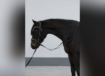 Hanovrien, Jument, 7 Ans, 167 cm, Bai brun