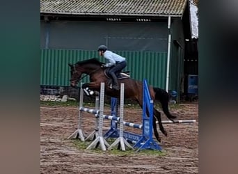 Hanovrien, Jument, 7 Ans, 167 cm, Bai