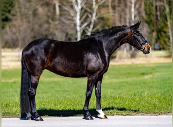 Hanovrien, Jument, 7 Ans, 167 cm, Bai