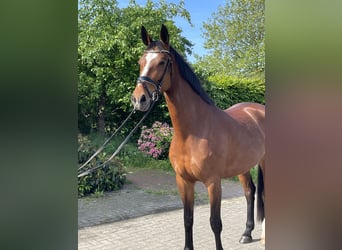 Hanovrien, Jument, 7 Ans, 167 cm, Bai clair