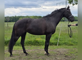 Hanovrien, Jument, 7 Ans, 167 cm, Noir