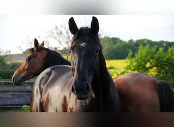 Hanovrien, Jument, 7 Ans, 167 cm, Noir