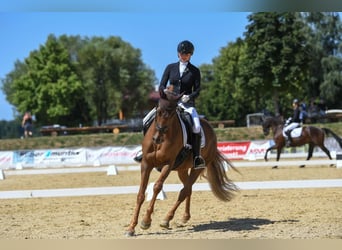 Hanovrien, Jument, 7 Ans, 168 cm, Alezan brûlé