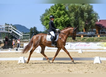 Hanovrien, Jument, 7 Ans, 168 cm, Alezan brûlé