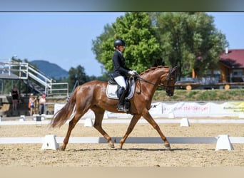 Hanovrien, Jument, 7 Ans, 168 cm, Alezan brûlé