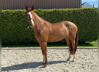 Hanovrien, Jument, 7 Ans, 168 cm, Alezan brûlé