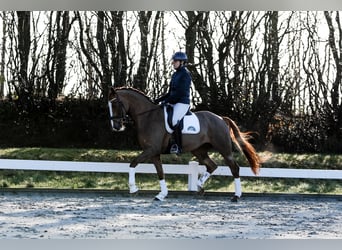 Hanovrien, Jument, 7 Ans, 168 cm, Alezan