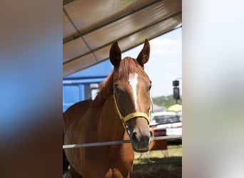 Hanovrien, Jument, 7 Ans, 168 cm, Alezan