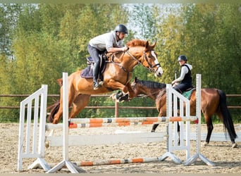 Hanovrien, Jument, 7 Ans, 168 cm, Alezan