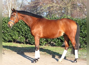 Hanovrien, Jument, 7 Ans, 168 cm, Bai