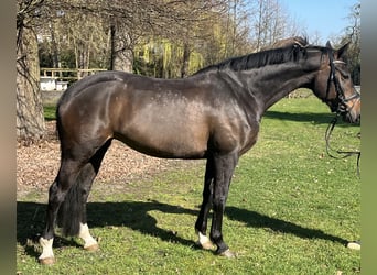 Hanovrien, Jument, 7 Ans, 168 cm, Bai brun