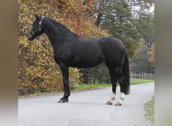 Hanovrien, Jument, 7 Ans, 168 cm, Bai brun