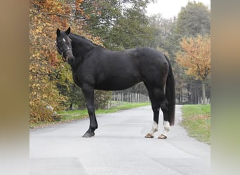 Hanovrien, Jument, 7 Ans, 168 cm, Bai brun