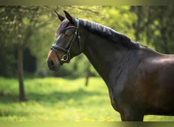 Hanovrien, Jument, 7 Ans, 168 cm, Bai brun