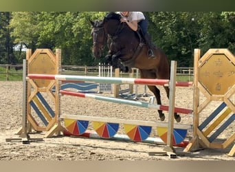 Hanovrien, Jument, 7 Ans, 168 cm, Bai brun