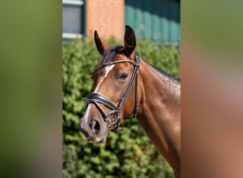 Hanovrien, Jument, 7 Ans, 168 cm, Bai