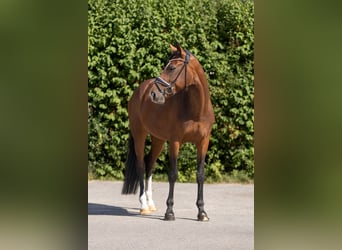 Hanovrien, Jument, 7 Ans, 168 cm, Bai