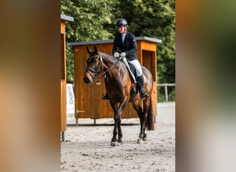 Hanovrien, Jument, 7 Ans, 168 cm, Bai