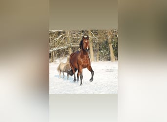 Hanovrien, Jument, 7 Ans, 168 cm, Bai