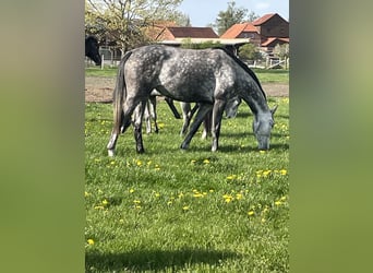 Hanovrien, Jument, 7 Ans, 168 cm, Gris
