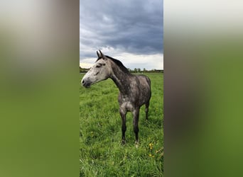 Hanovrien, Jument, 7 Ans, 168 cm, Gris