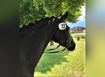 Hanovrien, Jument, 7 Ans, 168 cm, Noir